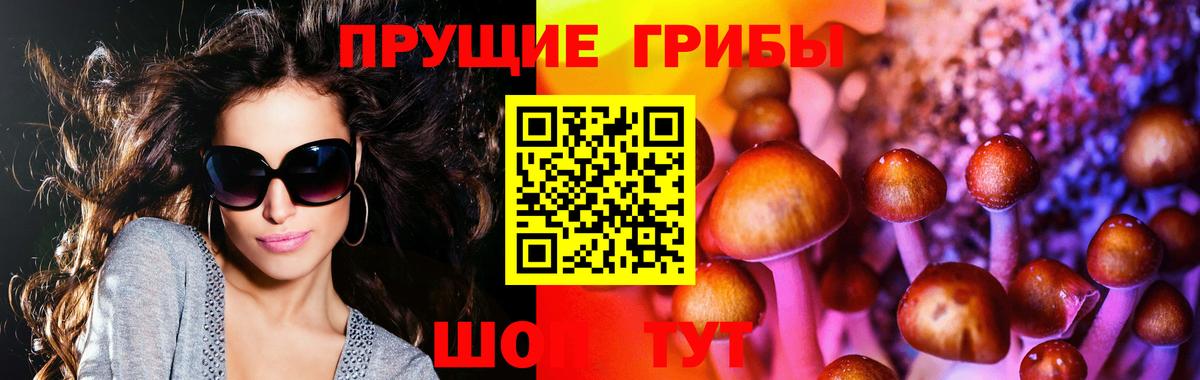 Галлюциногенные грибы Psilocybe Великий Устюг